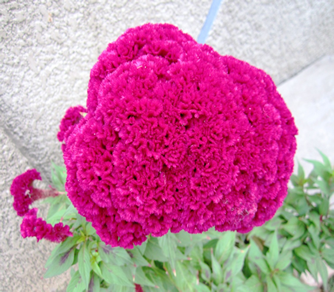 fleur.png